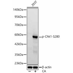 Phospho-Chk1-S280 Rabbit mAb
