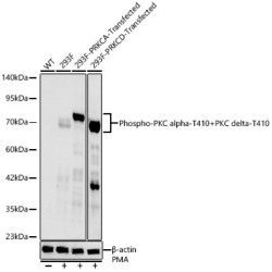 Phospho-PKC alpha-T410+PKC delta-T410 Rabbit mAb