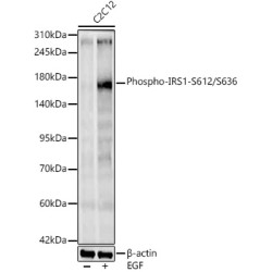 Phospho-IRS1-S612/S636 Rabbit mAb