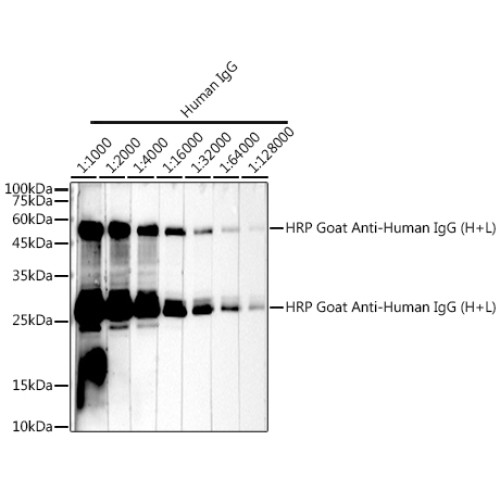 HRP-conjugated Goat anti-Human IgG (H+L)