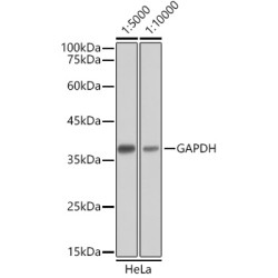 HRP-conjugated Goat anti-Mouse IgG (H+L)