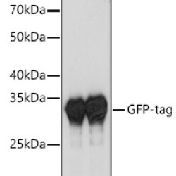 HRP-conjugated Rabbit anti-Camelid VHH antibody