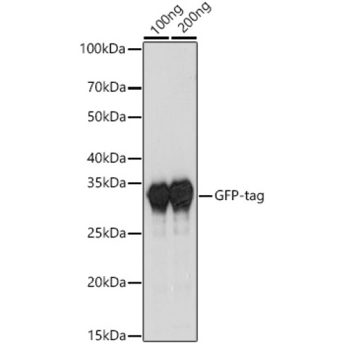 HRP-conjugated Rabbit anti-Camelid VHH antibody