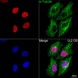 Cy3-conjugated Goat anti-Rabbit IgG (H+L)