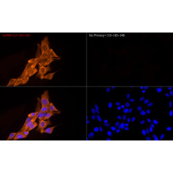 Cy3-conjugated Goat anti-Mouse IgG (H+L)