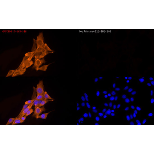 Cy3-conjugated Goat anti-Mouse IgG (H+L)