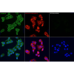 FITC-conjugated Goat anti-Rabbit IgG (H+L)