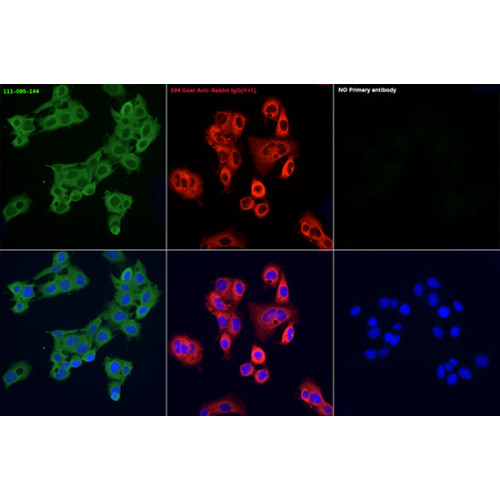 FITC-conjugated Goat anti-Rabbit IgG (H+L)