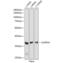 HRP-conjugated Goat anti-Rabbit IgG (H+L)