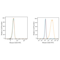 FITC-conjugated Goat anti-Rat IgG (H+L)