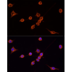 TRITC-conjugated Goat anti-Mouse IgG (H+L)