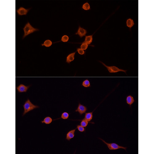 TRITC-conjugated Goat anti-Mouse IgG (H+L)