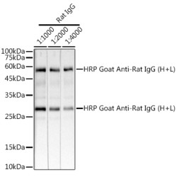 HRP-conjugated Goat anti-Rat IgG (H+L)