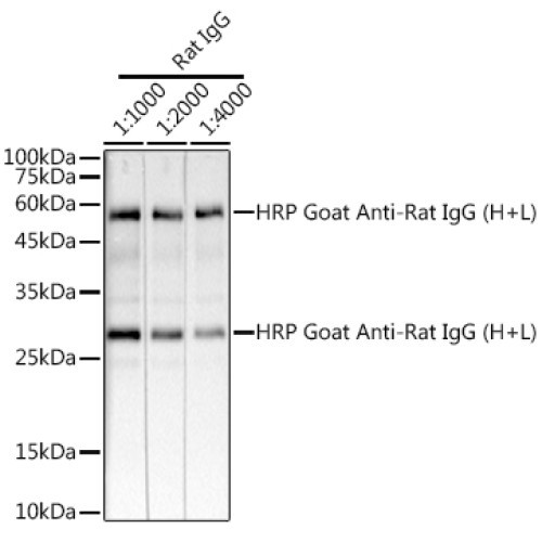 HRP-conjugated Goat anti-Rat IgG (H+L)