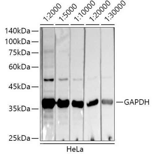 HRP-conjugated Donkey anti-Mouse IgG (H+L)
