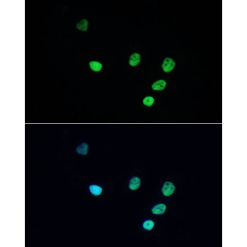 ABflo® 488-conjugated Donkey anti-Rabbit IgG (H+L)