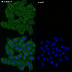 ABflo® 488-conjugated Goat anti-Mouse IgG (H+L)