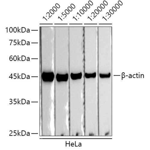 HRP-conjugated Donkey anti-Rabbit IgG (H+L)