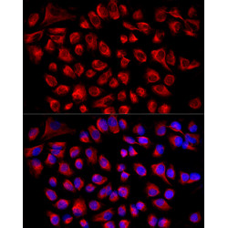 ABflo® 594-conjugated Goat anti-Rabbit IgG (H+L)