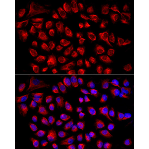 ABflo® 594-conjugated Goat anti-Rabbit IgG (H+L)
