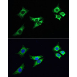 ABflo® 488-conjugated Goat anti-Rabbit IgG (H+L)