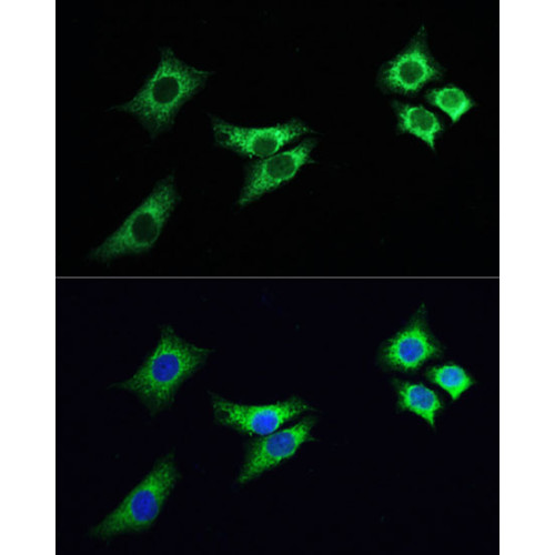 ABflo® 488-conjugated Goat anti-Rabbit IgG (H+L)