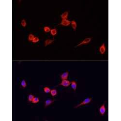 ABflo® 594-conjugated Goat anti-Mouse IgG (H+L)