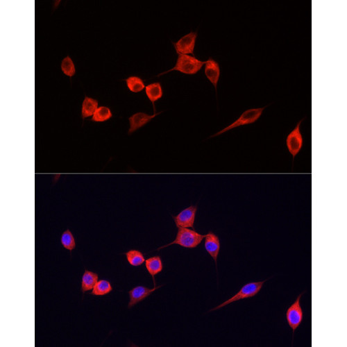 ABflo® 594-conjugated Goat anti-Mouse IgG (H+L)
