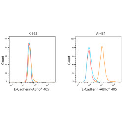 ABflo® 405-conjugated Goat anti-Rabbit IgG (H+L)