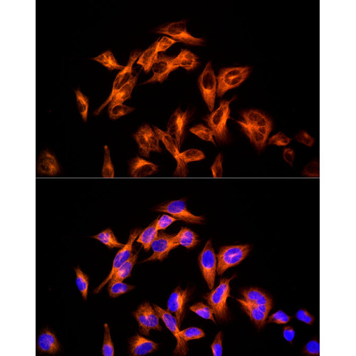 ABflo® 555-conjugated Goat anti-Mouse IgG (H+L)