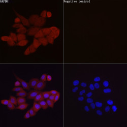 ABflo® 555-conjugated Goat anti-Rabbit IgG (H+L)