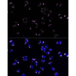 ABflo® 647-conjugated Goat anti-Rabbit IgG (H+L)