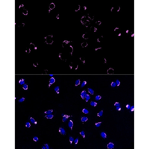 ABflo® 647-conjugated Goat anti-Rabbit IgG (H+L)