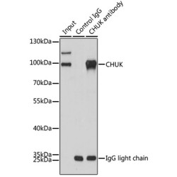 HRP-conjugated Mouse anti-Rabbit IgG Light Chain