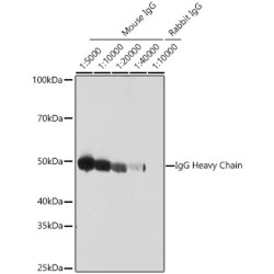 HRP-conjugated Goat anti-Mouse IgG Heavy Chain