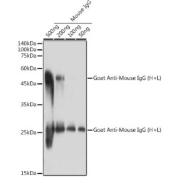 Goat Anti-Mouse IgG (H+L)