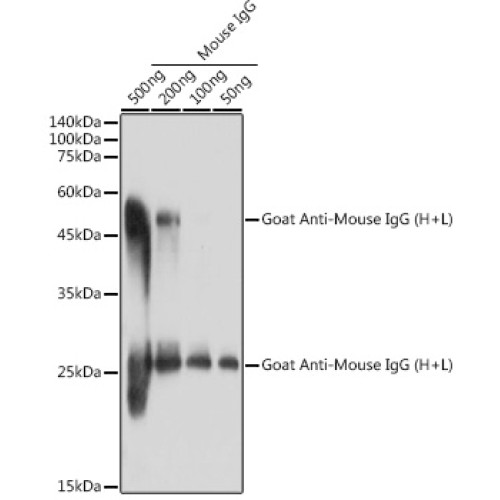 Goat Anti-Mouse IgG (H+L)