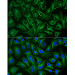 ABflo® 488-conjugated Goat anti-Rabbit IgG (H+L)