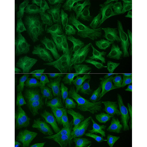 ABflo® 488-conjugated Goat anti-Rabbit IgG (H+L)