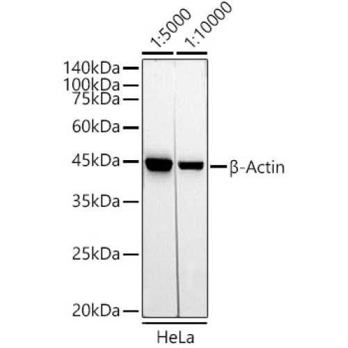 HRP-conjugated Mouse anti-Rabbit IgG (H+L)