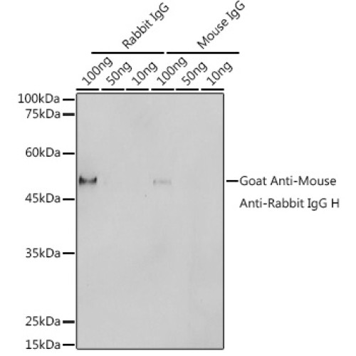 HRP polymer-conjugated Goat Anti-Mouse Anti-Rabbit IgG H