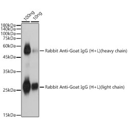 Rabbit Anti-Goat IgG (H+L)