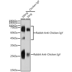 Rabbit Anti-Chicken IgY (H+L)