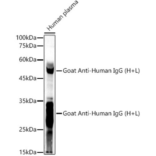 Goat Anti-Human IgG (H+L)