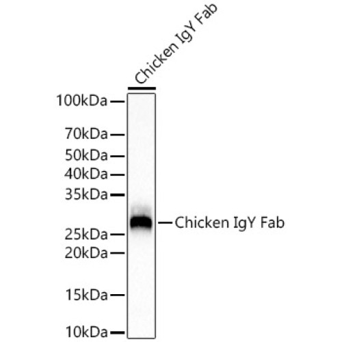 Rabbit Anti-Chicken IgY Fab