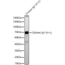 Rabbit Anti-Chicken IgY (H+L)