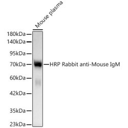 HRP conjugated Rabbit anti-Mouse IgM (Fc) mAb 