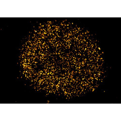 abberior CELLS 1 color, Membrane Receptor - STAR RED