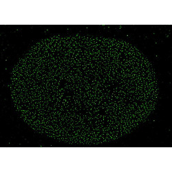 abberior CELLS 1 color, NPC - STAR GREEN