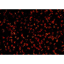 abberior CELLS 1 color, NPC - STAR RED